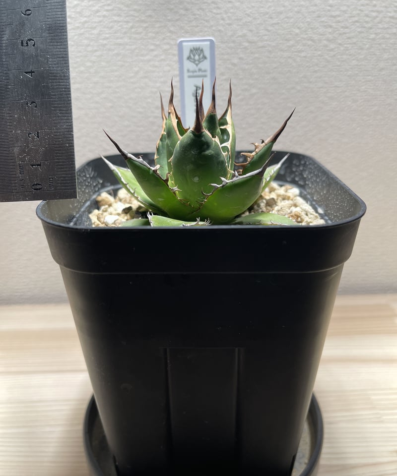 SP-29］アガベ ホリダ Agave horrida | Sanpin Plants