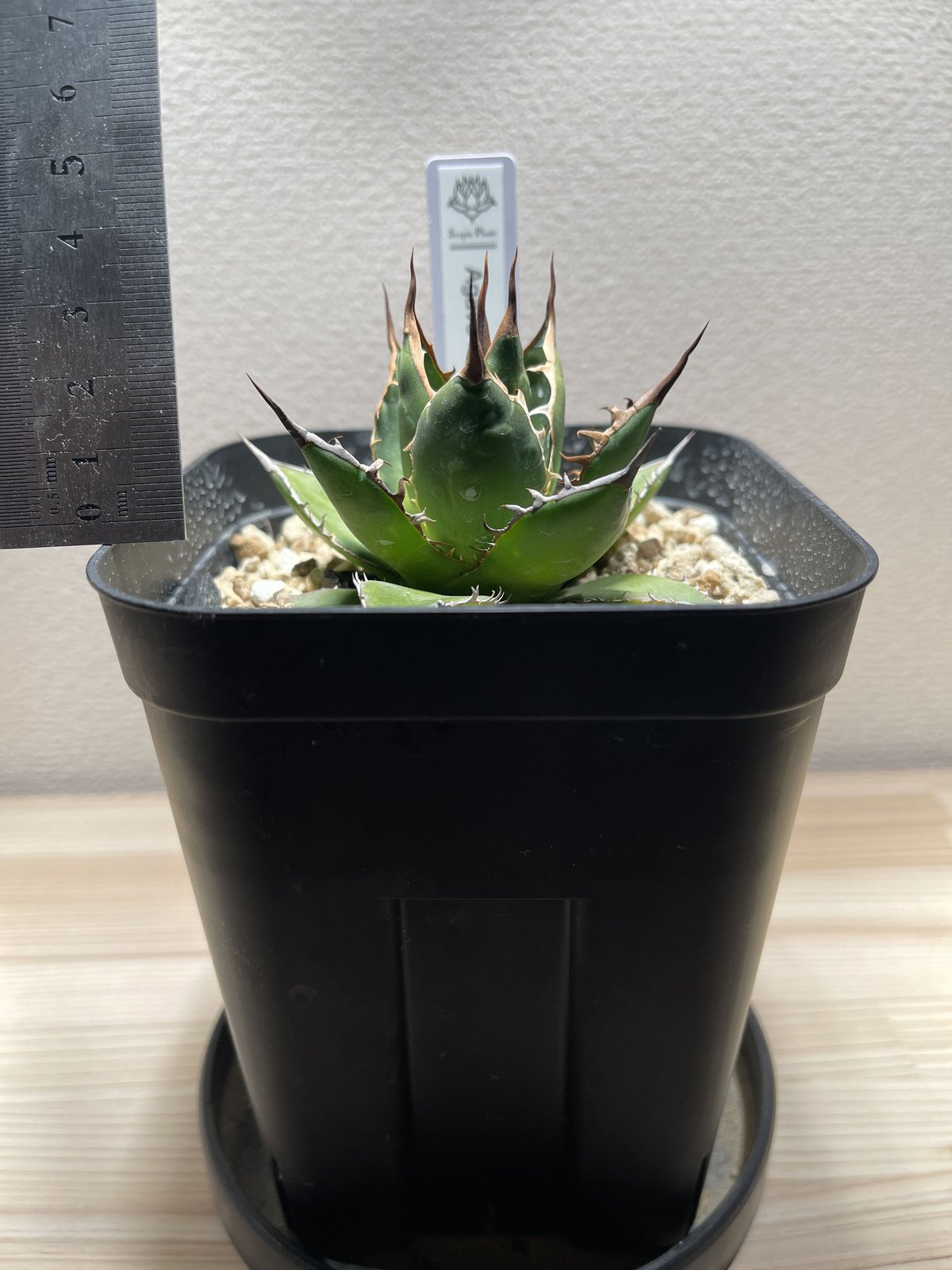 SP-29］アガベ ホリダ Agave horrida | Sanpin Plants