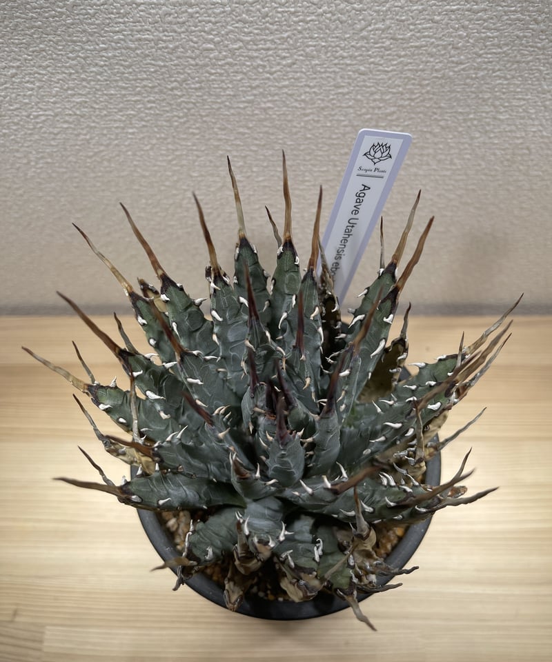 SP-41】アガベ ユタエンシス エボリスピナ | Sanpin Plants SP-41】アガベ ユタエンシス エボリスピナ | Sanpin Plants