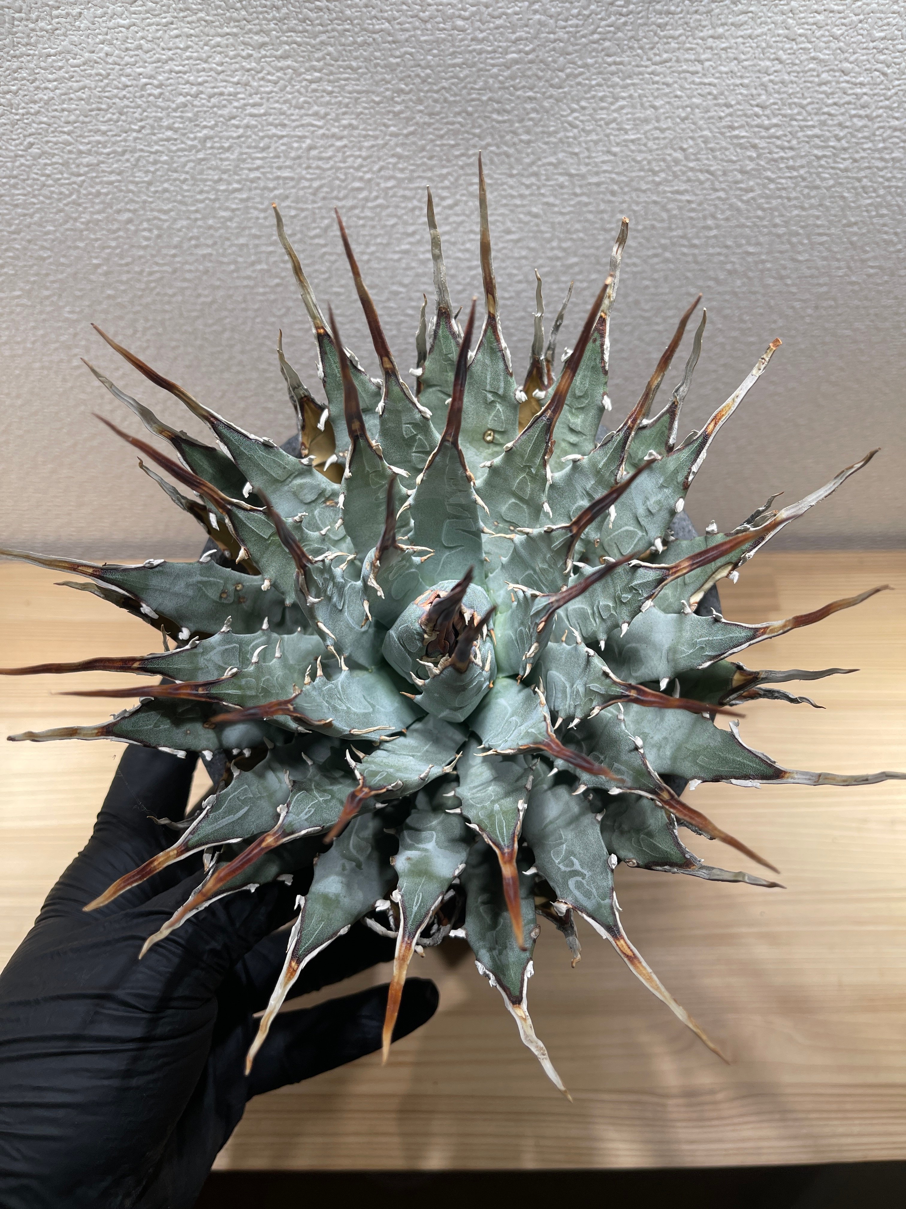 SP-11】アガベ ユタエンシス エボリスピナ | Sanpin Plants