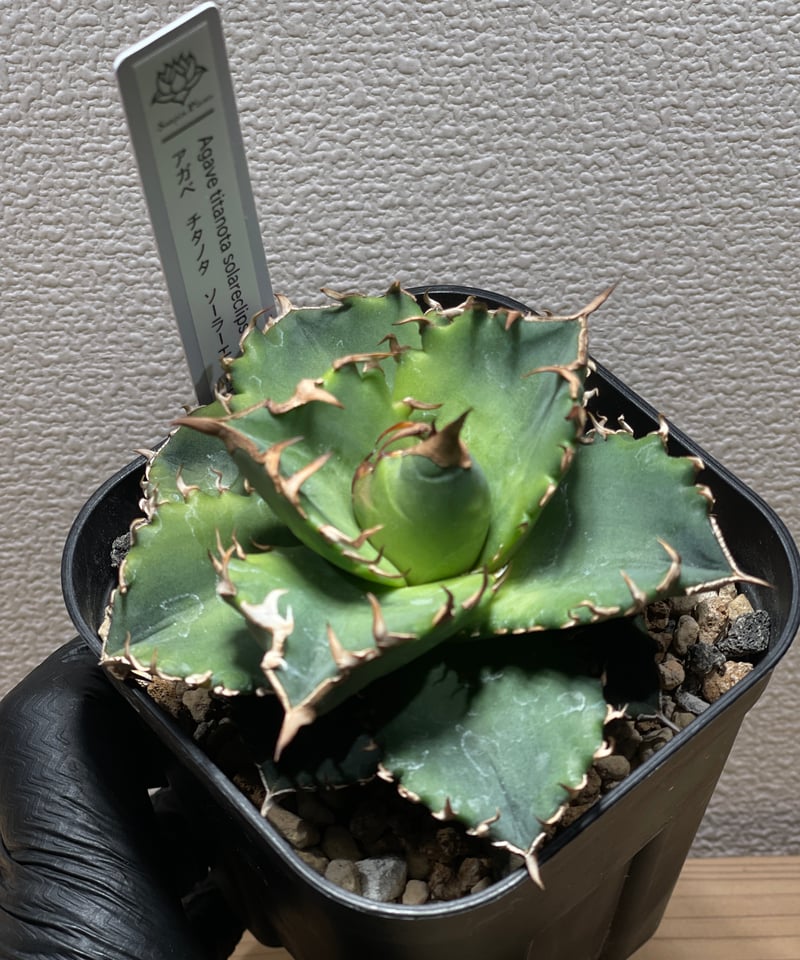 【稀少】姫厳竜 × 白鯨ソーラーエクリプス hyb. アガベ チタノタ アガベ チタノタ ソーラーエクリプス