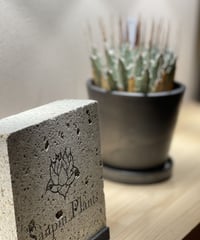 SP-31］ アガベ チタノタ “シーザー”（Lize産） Agave Titanota C