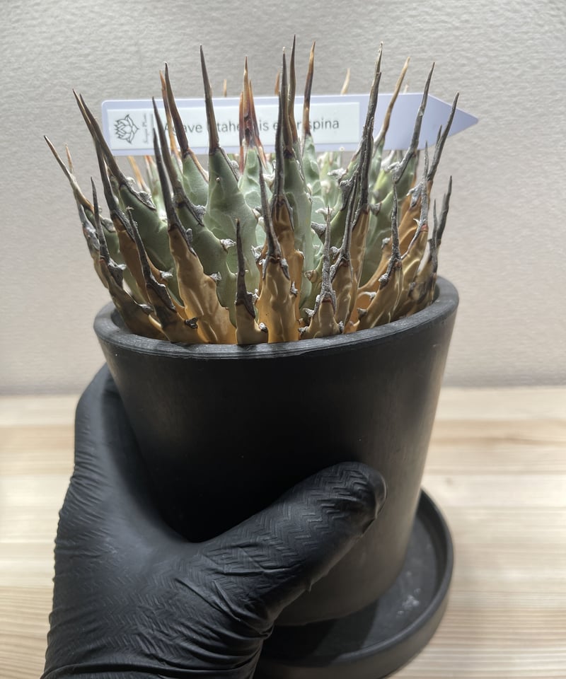 SP-10］アガベ ユタエンシス エボリスピナ Agave utahensis eboris