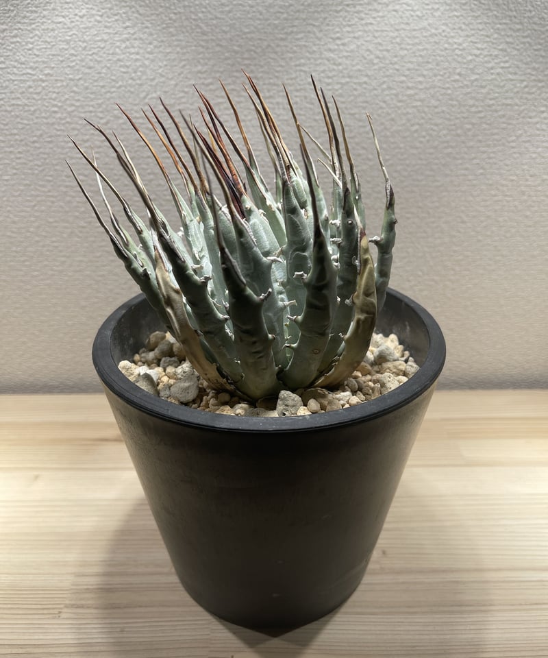 SP-22］アガベ ユタエンシス エボリスピナ Agave utahensis eboris