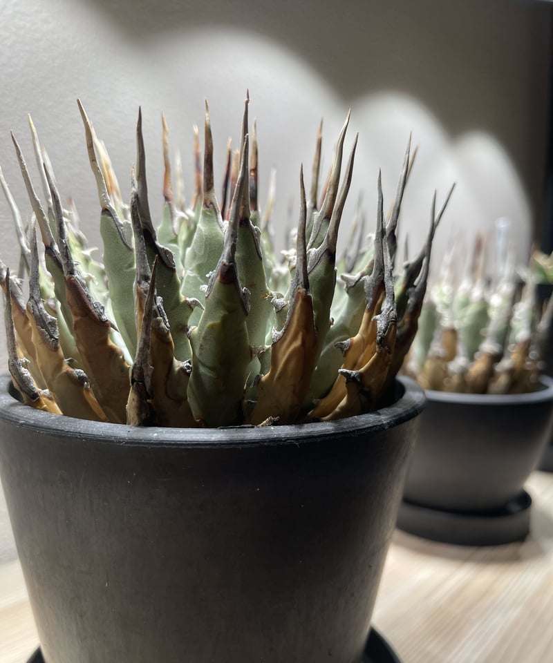 SP-10］アガベ ユタエンシス エボリスピナ Agave utahensis