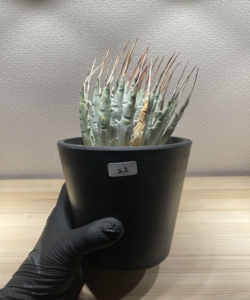 SP-22］アガベ ユタエンシス エボリスピナ Agave utahensis eboris