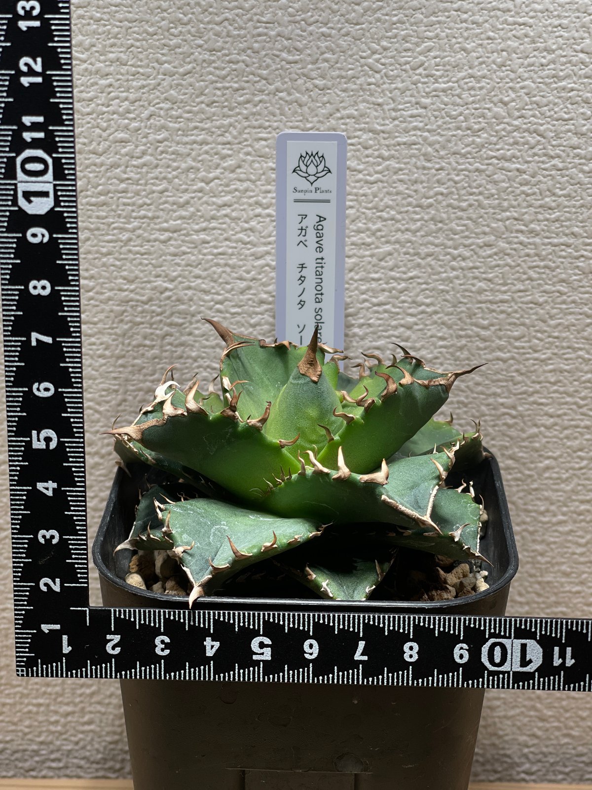 SP-39］アガベ チタノタ ソーラーエクリプス 老白鯨 | Sanpin Plants