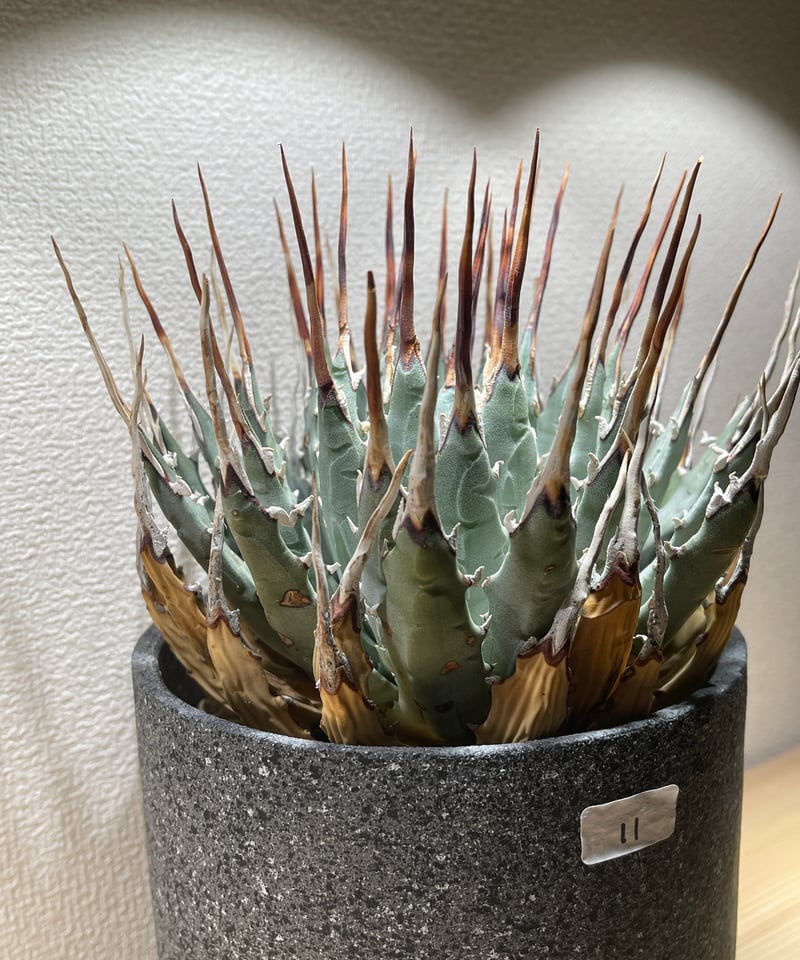 SP-11】アガベ ユタエンシス エボリスピナ | Sanpin Plants
