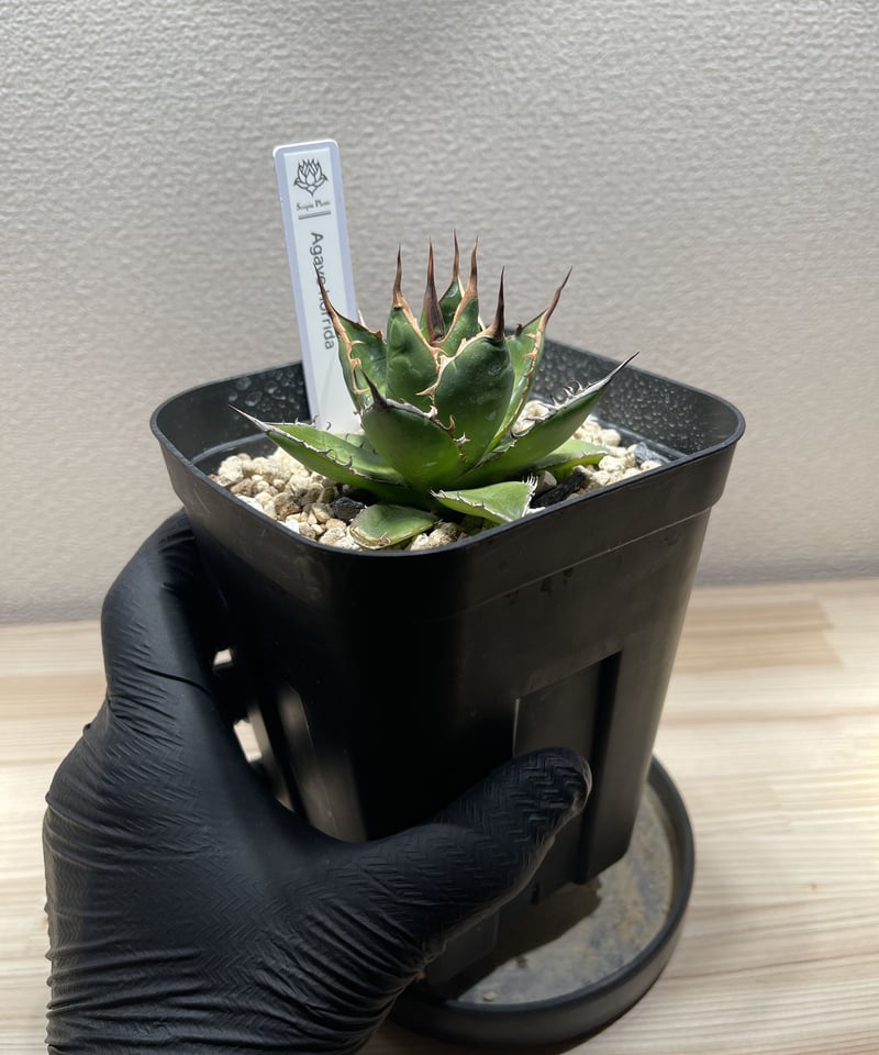 アガベ ホリダ 多肉植物 n24 アガベ：ホリダ 6号鉢植え24-01 の通販