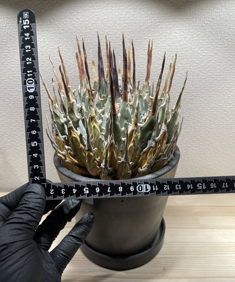 SP-19］アガベ ユタエンシス エボリスピナ Agave utahensis eboris