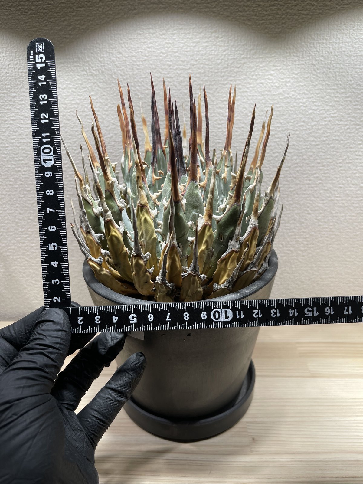 SP-19］アガベ ユタエンシス エボリスピナ Agave utahensis
