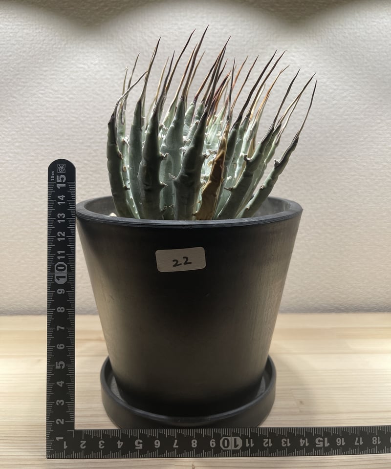 SP-22］アガベ ユタエンシス エボリスピナ Agave utahensis eboris