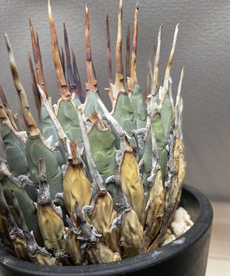 a117 アガベ ユタエンシス エボリスピナ ゼブラスパイン ロングスパイン a117 アガベ ユタエンシス エボリスピナ ゼブラスパイン ロング