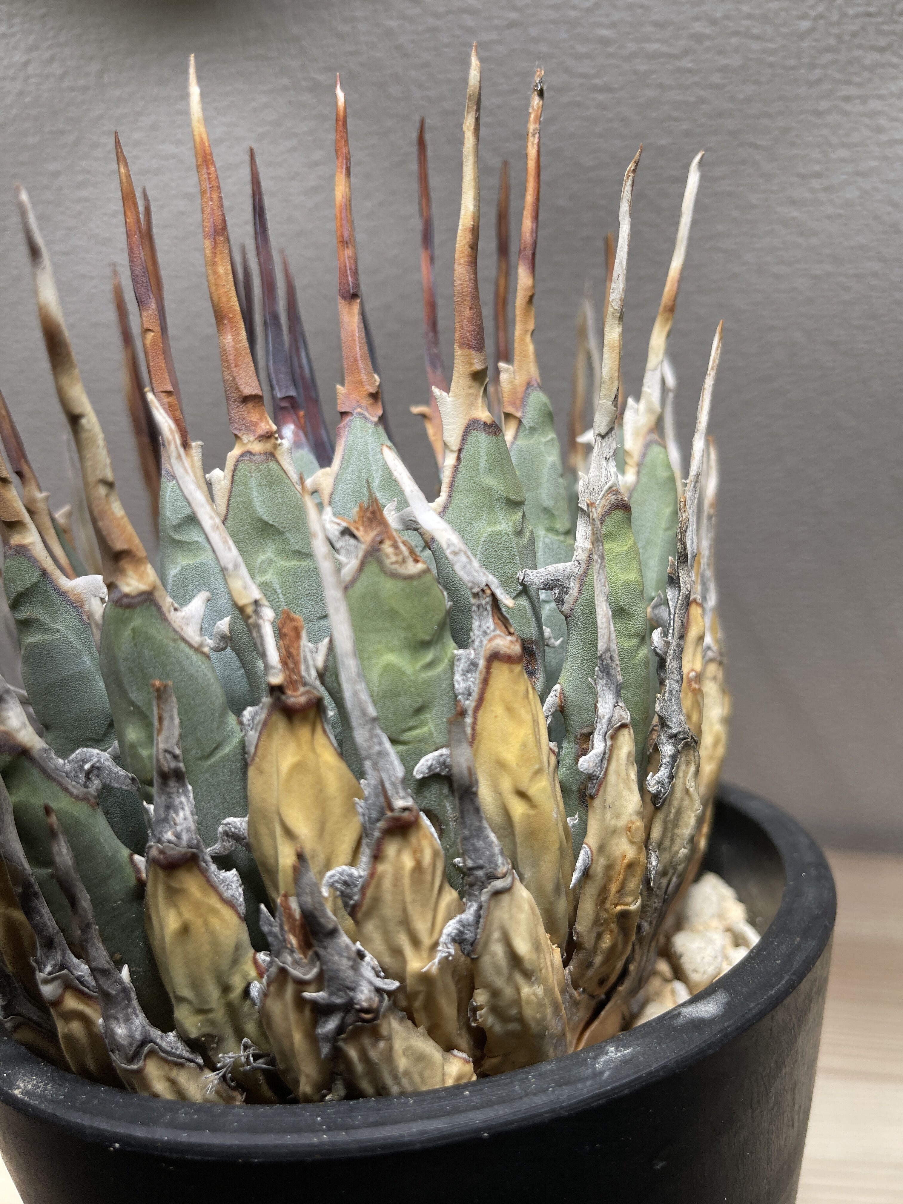 SP-19］アガベ ユタエンシス エボリスピナ Agave utahensis eboris