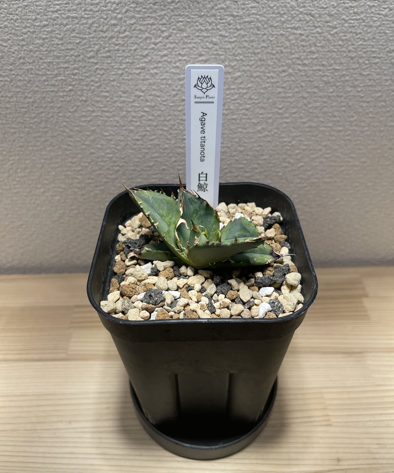メール便送料無料 AGAVEチタノタ⭐️白鯨季節錦☆斑いり