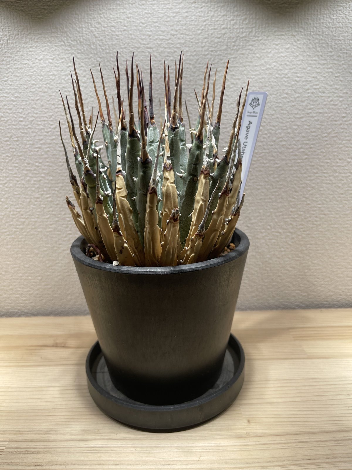 SP-41】アガベ ユタエンシス エボリスピナ | Sanpin Plants