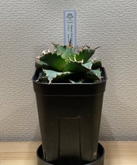 SP-31］ アガベ チタノタ “シーザー”（Lize産） Agave Titanota C