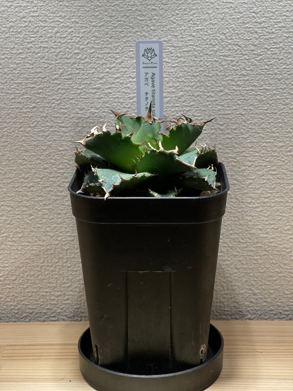 SP-39］アガベ チタノタ ソーラーエクリプス 老白鯨 | Sanpin Plants