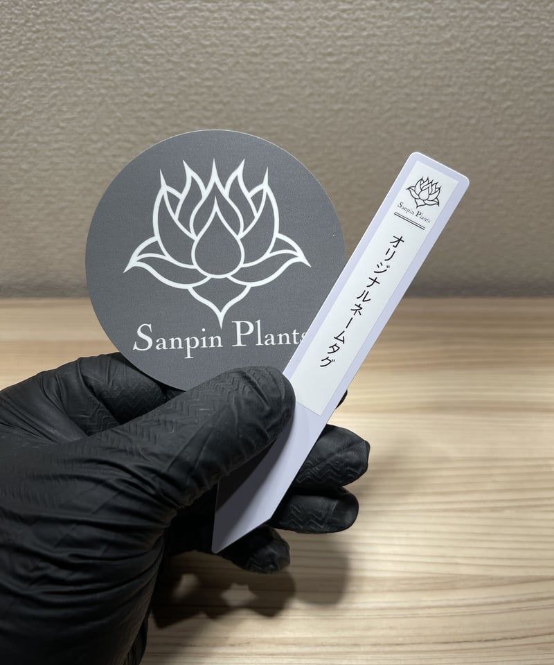 SP-39］アガベ チタノタ ソーラーエクリプス 老白鯨 | Sanpin Plants