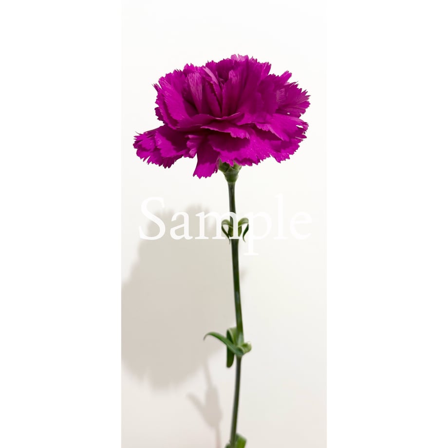 67f8b441613f7dda8077d13c