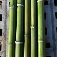丸竹　真竹　5本セット  青竹