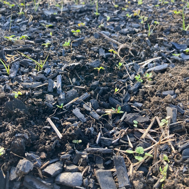 竹炭 特大粒 10L | Heritage