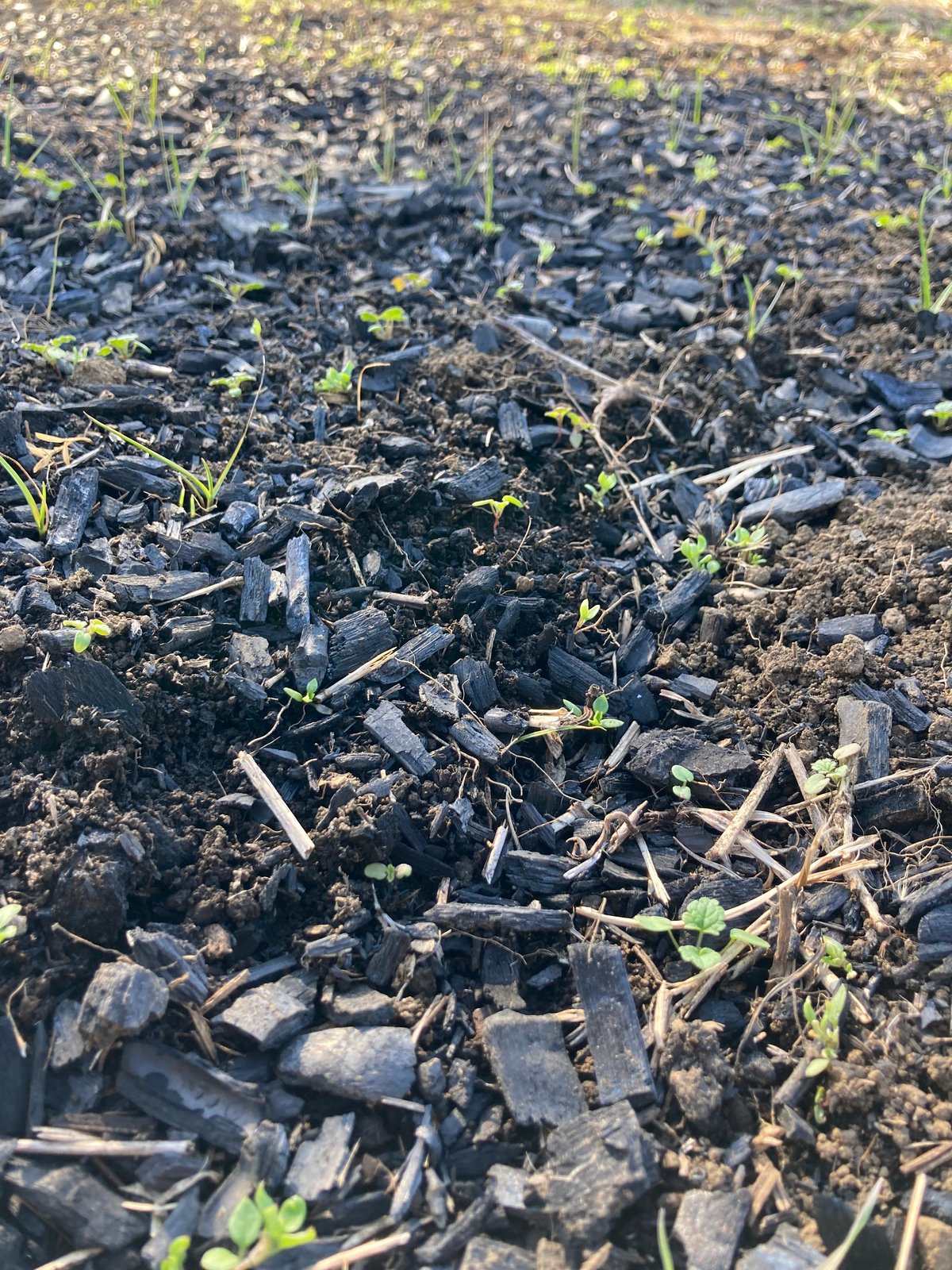 竹炭 小粒 1.5L | Heritage