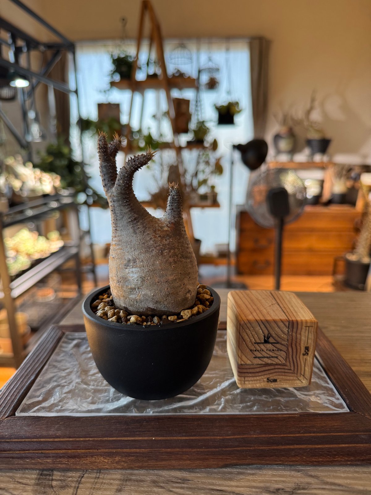 発根済 パキポディウムグラキリス | plants TORICO