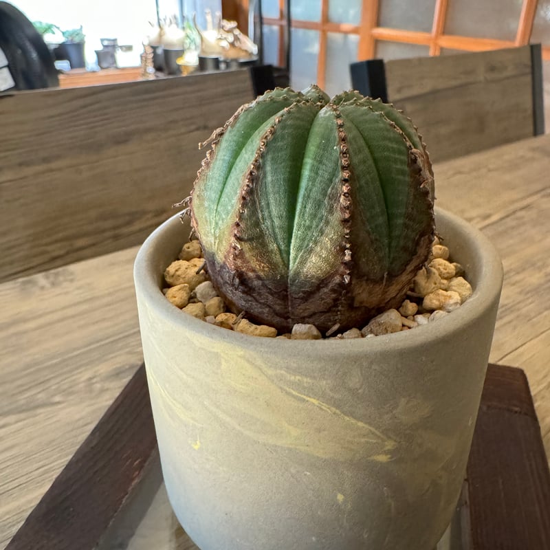 ユーフォルビア・オベサ〗美模様/木質化/PLANT HUNTER鉢仕上げ 【公式