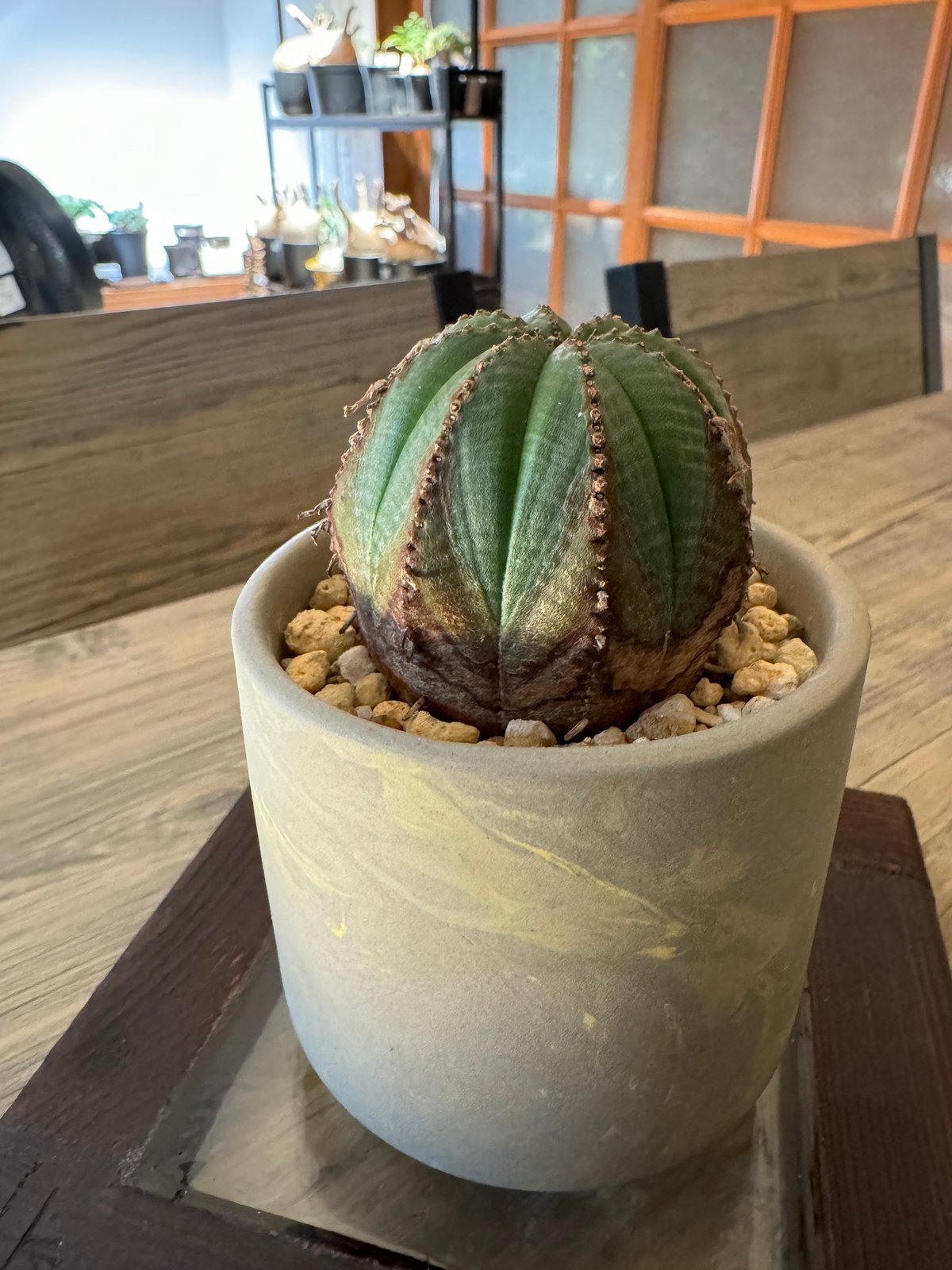 ユーフォルビア オベサ 木質化 | plants TORICO ユーフォルビア オベサ 木質化 | plants TORICO