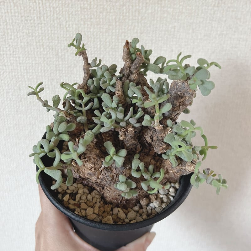 冬型植物 ケラリア ピグマエア | plants TORICO