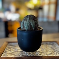 木質化 ユーフォルビアオベサ