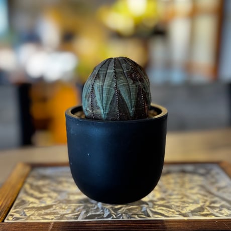 木質化オベサ | STORES