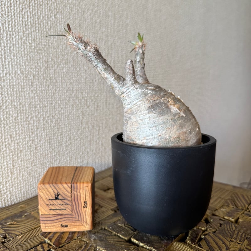 発根済 パキポディウムグラキリス | plants TORICO