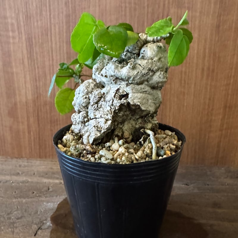 ガジュマル　オオハマボウ　手のひらサイズの盆栽 ガジュマル オオハマボウ 手のひらサイズの盆栽 ガジュマル