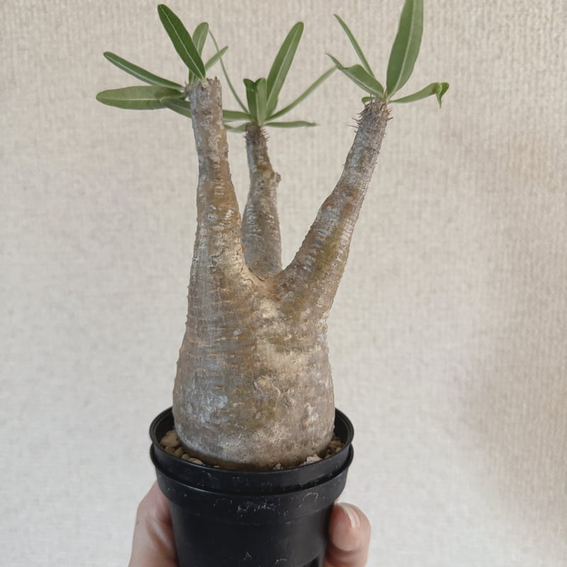発根済 パキポディウムグラキリス | plants TORICO