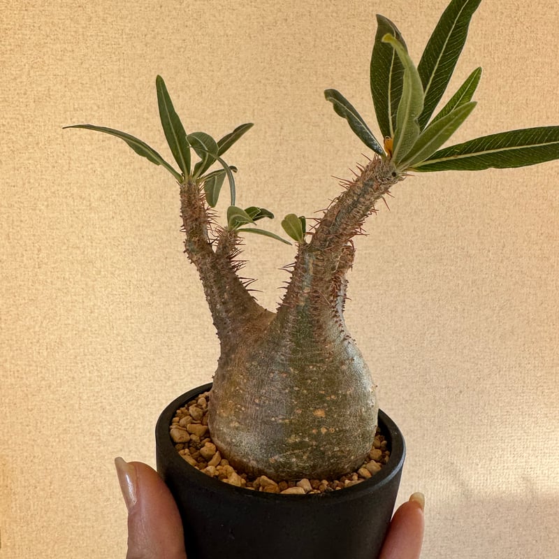 発根済 パキポディウムグラキリス | plants TORICO