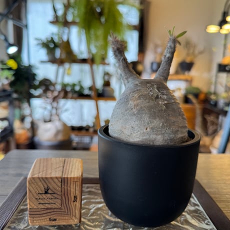 発根済グラキリス | STORES