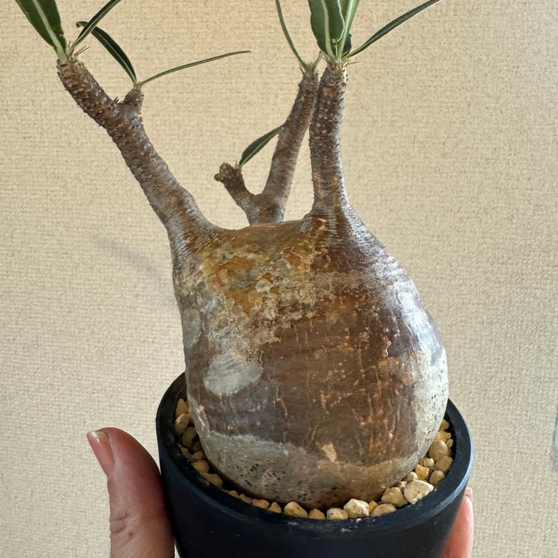 発根済 パキポディウムグラキリス | plants TORICO 発根済 パキポディウムグラキリス | plants TORICO