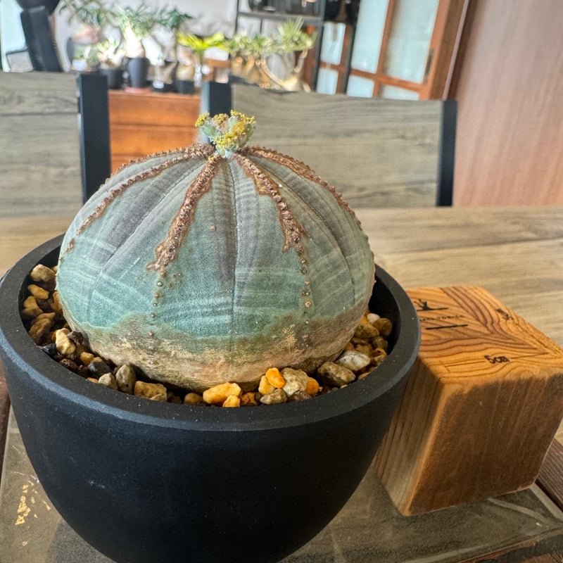 ユーフォルビアオベサ | plants TORICO