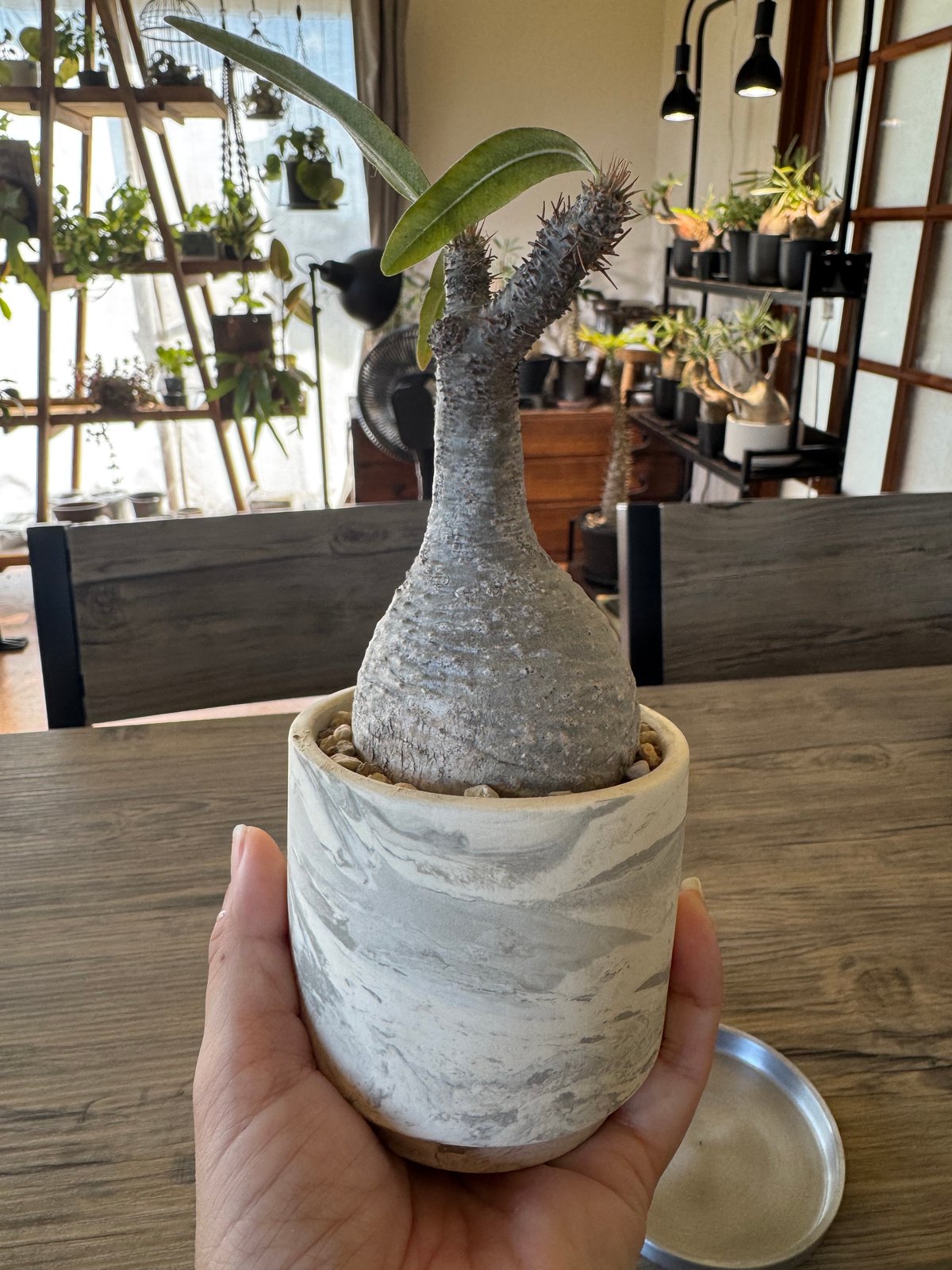 パキポディウム グラキリス発根済