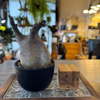 発根済 パキポディウムグラキリス