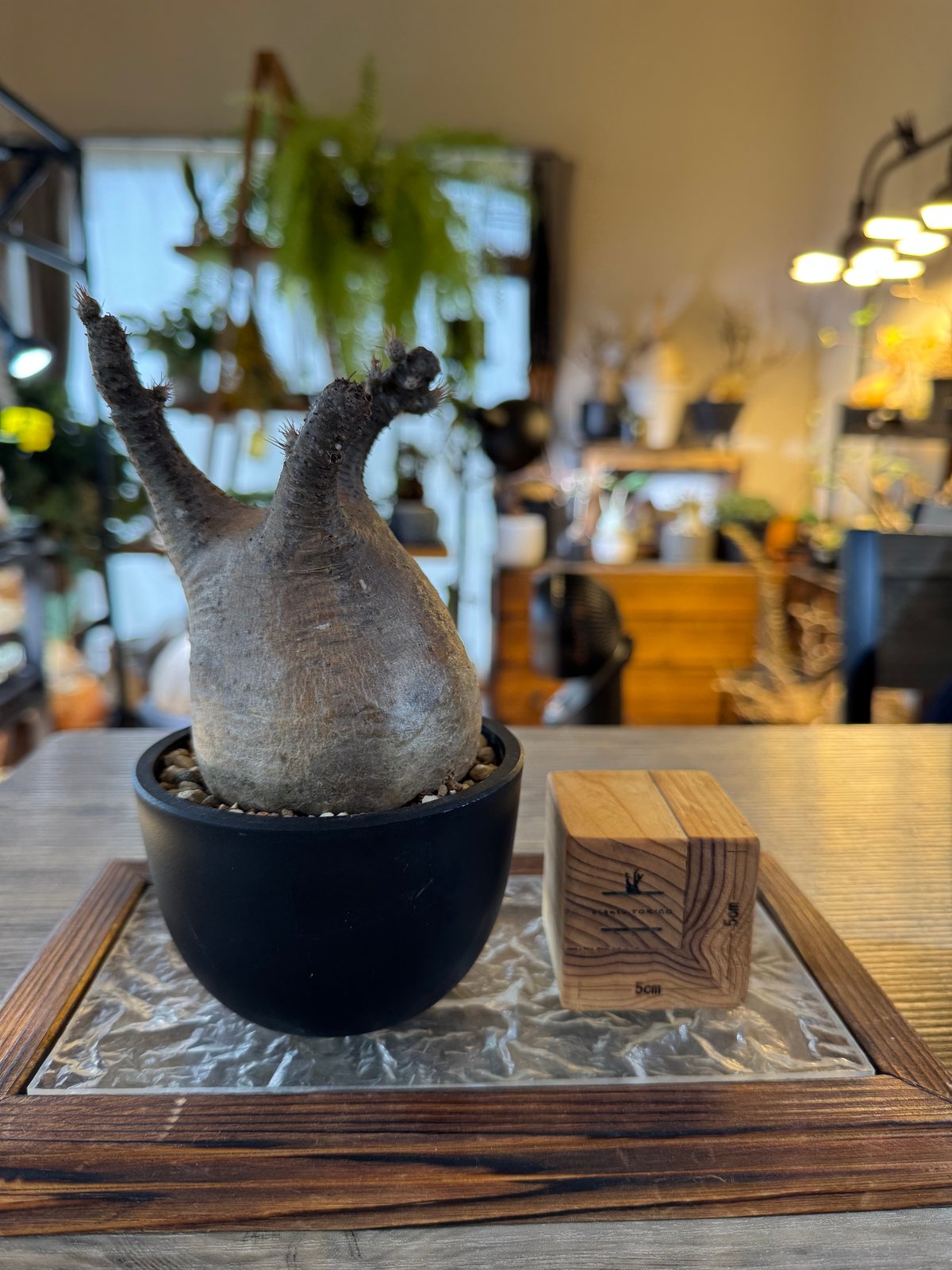 発根済 パキポディウムグラキリス | plants TORICO