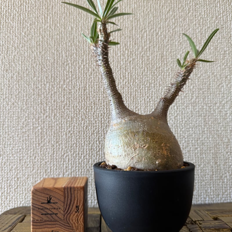 発根済 パキポディウムグラキリス | plants TORICO