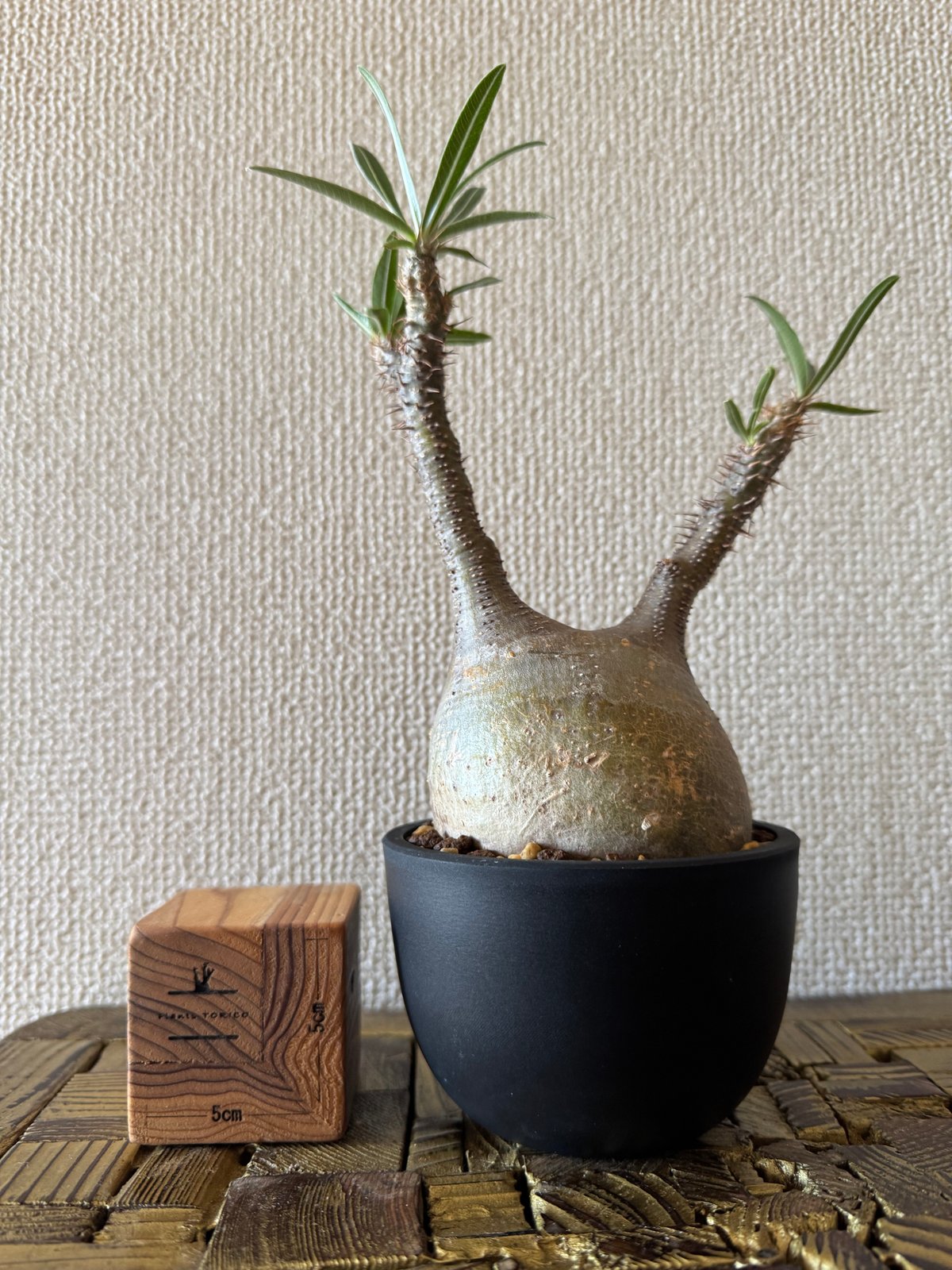 発根済 パキポディウムグラキリス | plants TORICO