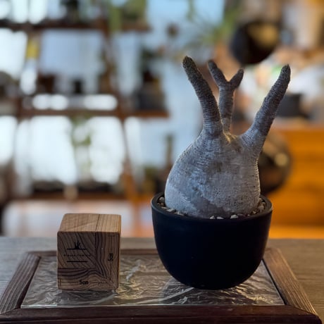 パキポディウムグラキリス | STORES