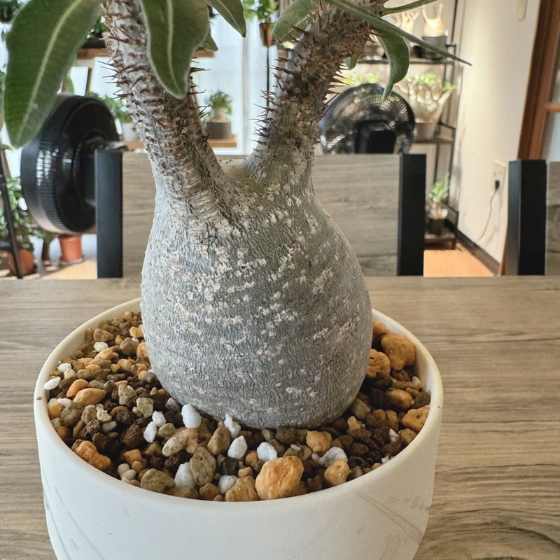 発根済 パキポディウムグラキリス | plants TORICO