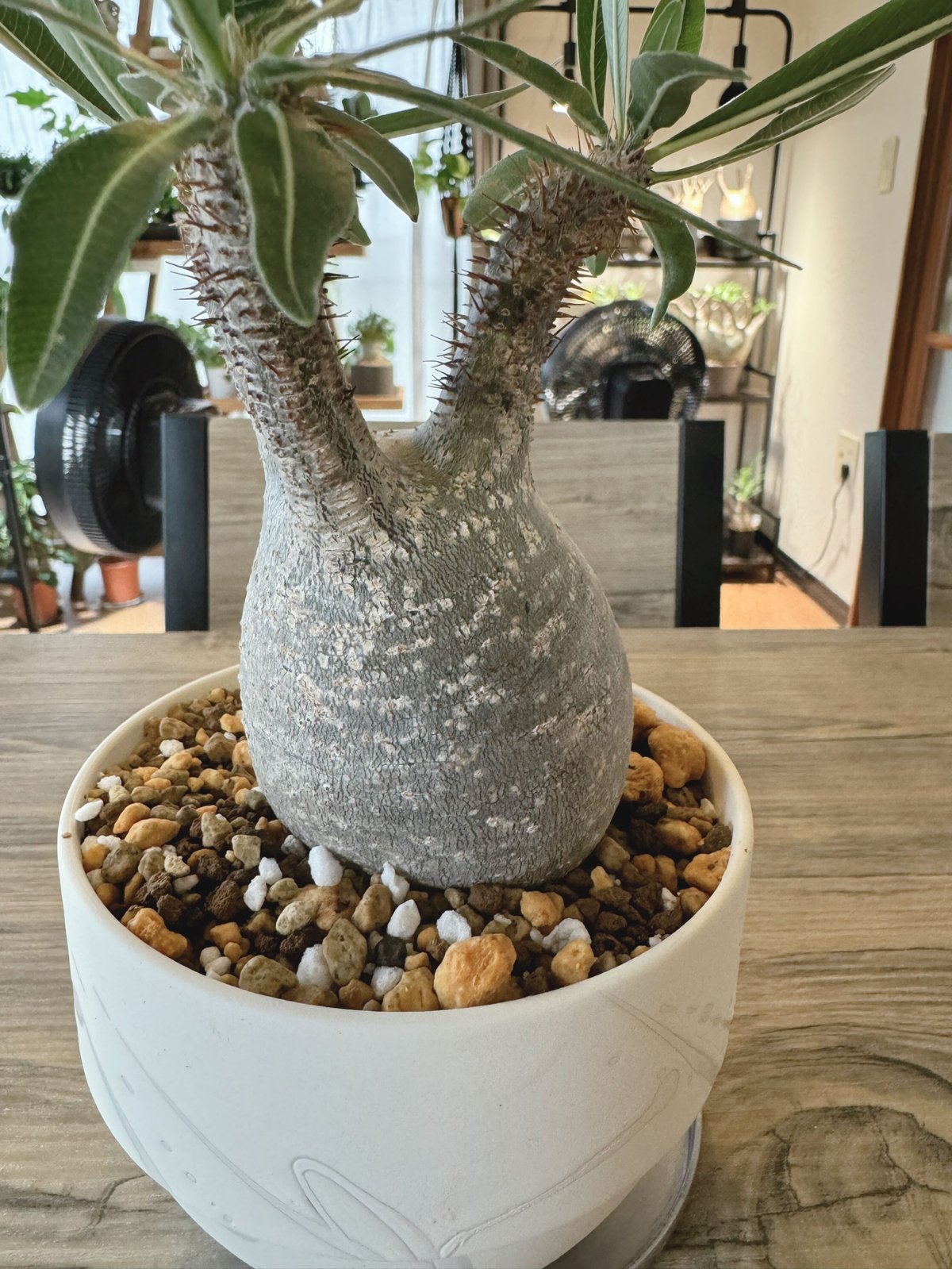 発根済 パキポディウムグラキリス | plants TORICO