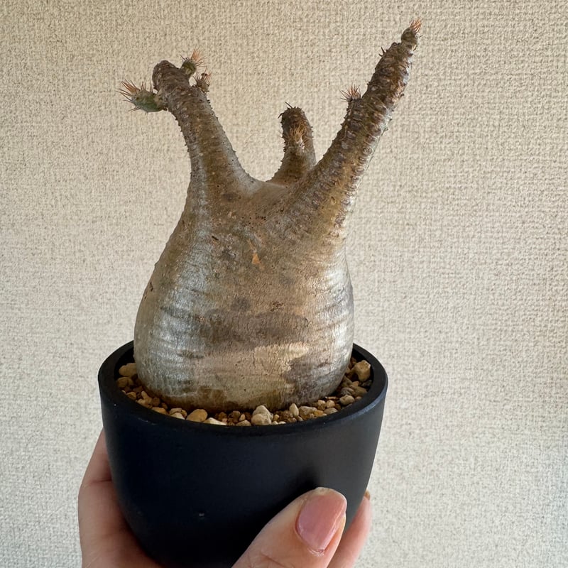 発根済 パキポディウムグラキリス | plants TORICO
