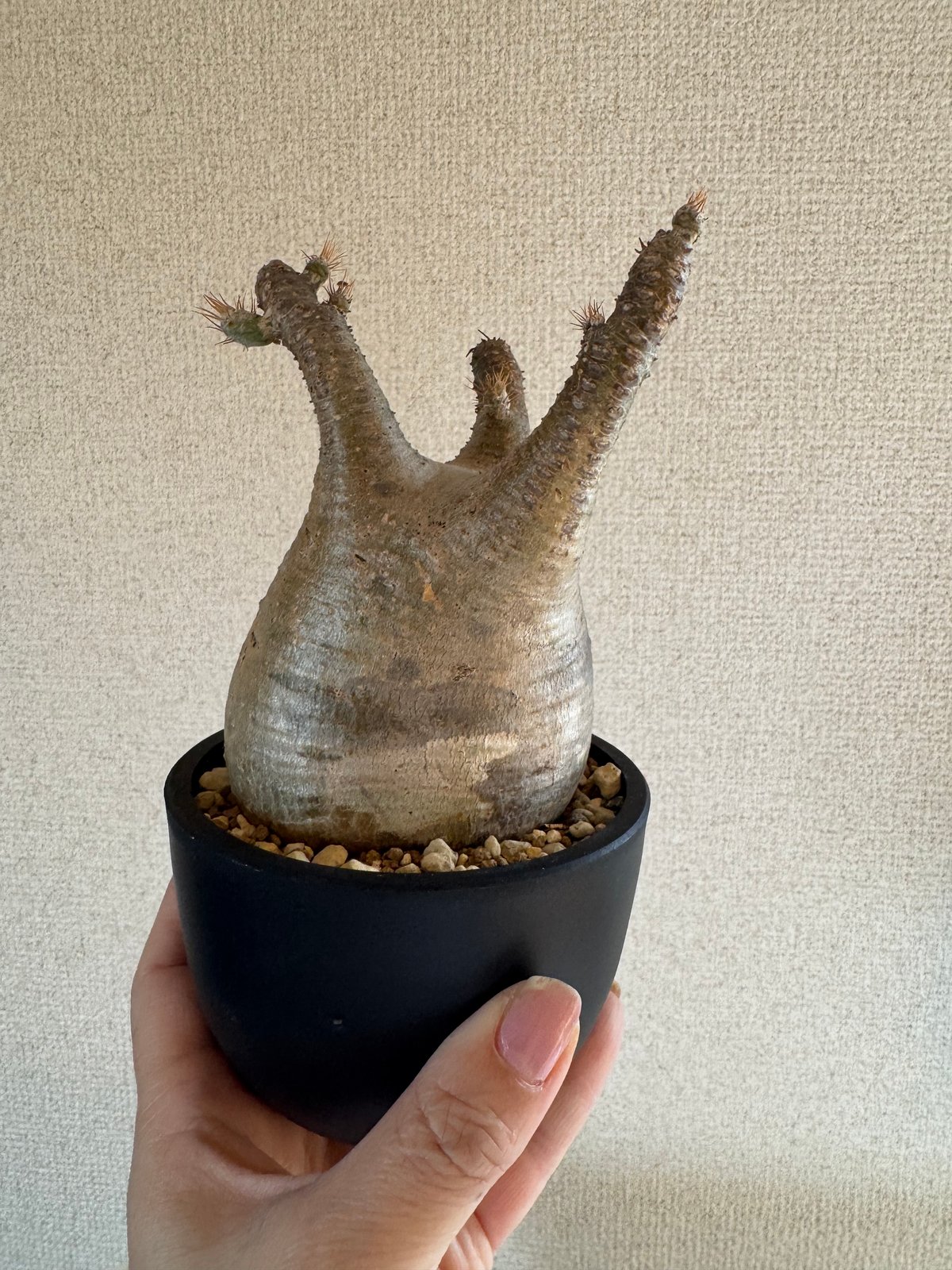 発根済 パキポディウムグラキリス | plants TORICO